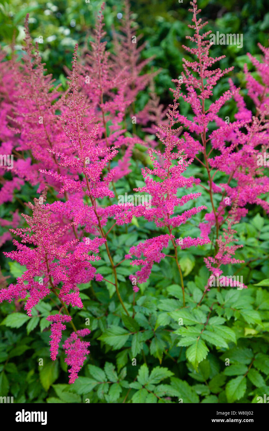 Die leuchtend rosa Blüten eines Astilbe während einer schottischen Sommer. Stockfoto