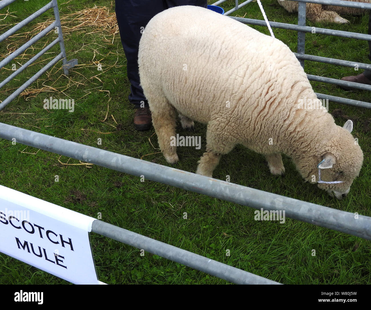 Wigtown Gartenbau- und Geflügel zeigen 2019 - Scotch Maultier Rasse der Schafe Stockfoto