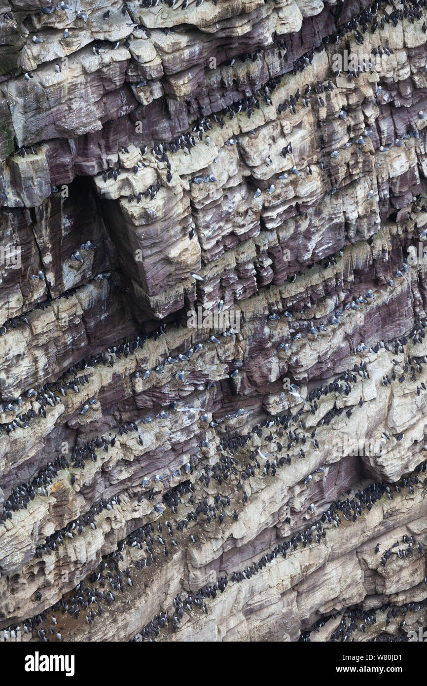 Klippen an der Westküste der Insel bedeckt in Tokoname nistende Vögel, Sutherland, Schottland, UK Stockfoto
