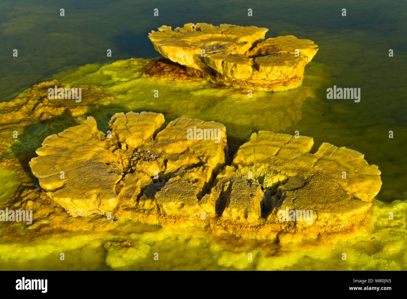 Pilz - wie organische Crackprodukte Felsformationen in einer Säure Sole-pool, geothermische Feld von Dallol, Danakil Depression, Afar Dreieck, Äthiopien Stockfoto
