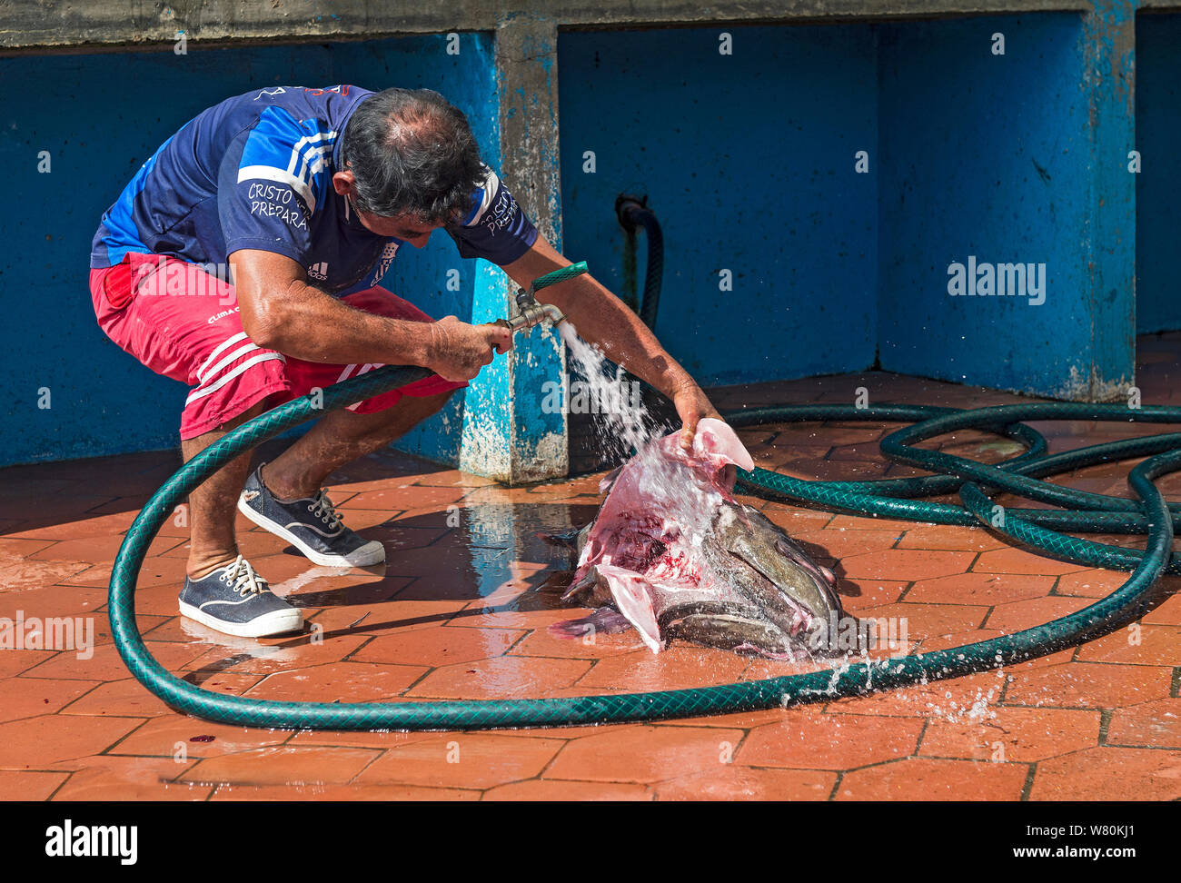 Fang der Angler, Seeteufel, zum Verkauf, Fischmarkt, Puerto Ayuro, Santa Cruz Island, Galapagos, Ecuador vorbereitet Stockfoto