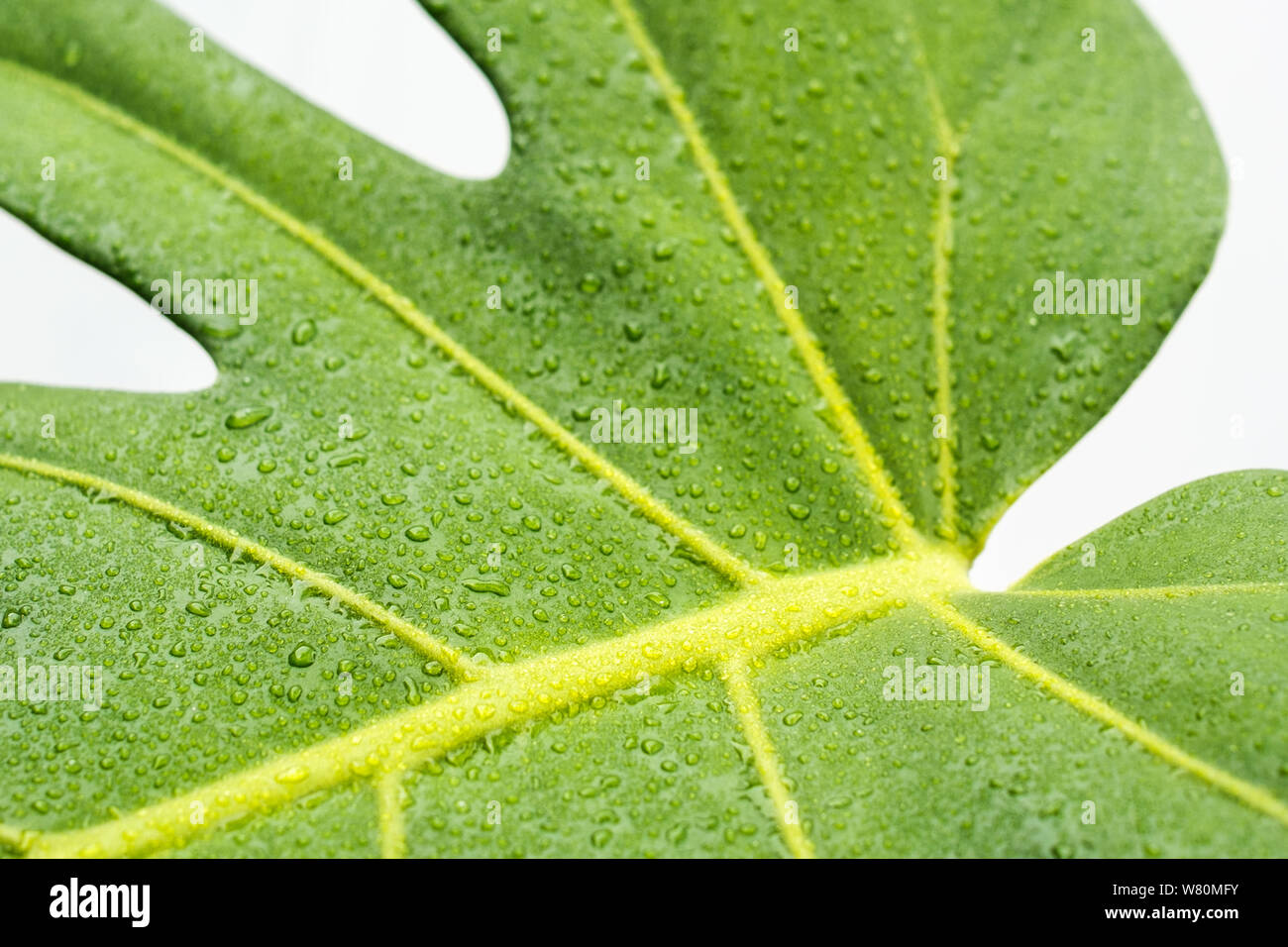 Wassertropfen auf monstera Blatt closeup, Tau Tropfen auf philodendron  Anlage Stockfotografie - Alamy