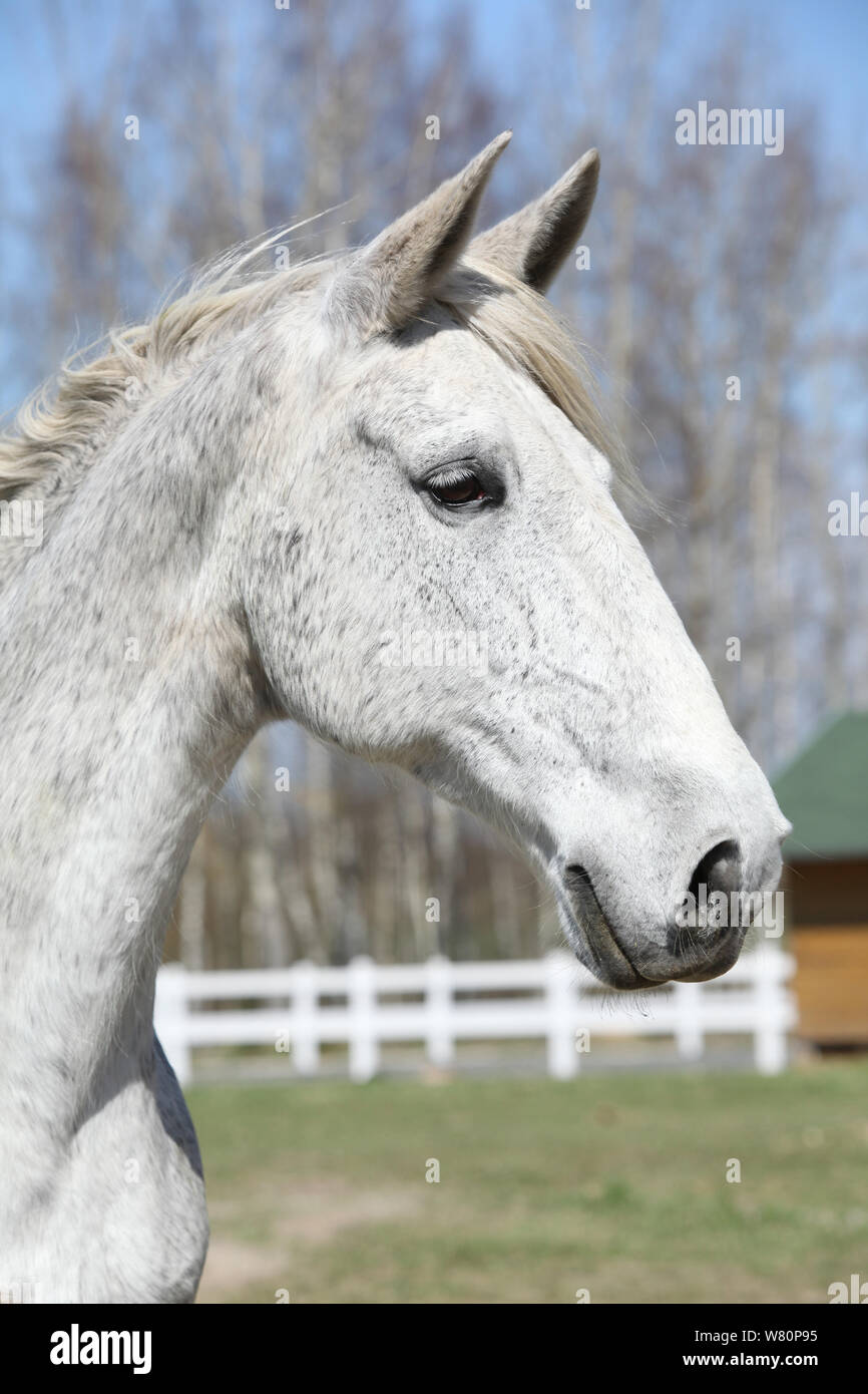 Porträt der schönen weißen kladruber Pferde in der Nähe von Stable Stockfoto
