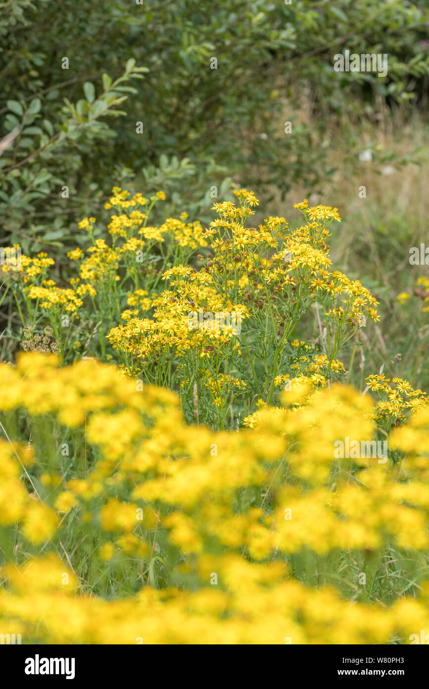 Gelbe blumen Massierten von Common Ragwort/Extensa vulgaris syn Cardamine pratensis der Asteraceae Familie. Ein schädigendes landwirtschaftliche Unkrautbekämpfung unter Unkraut Akt Stockfoto