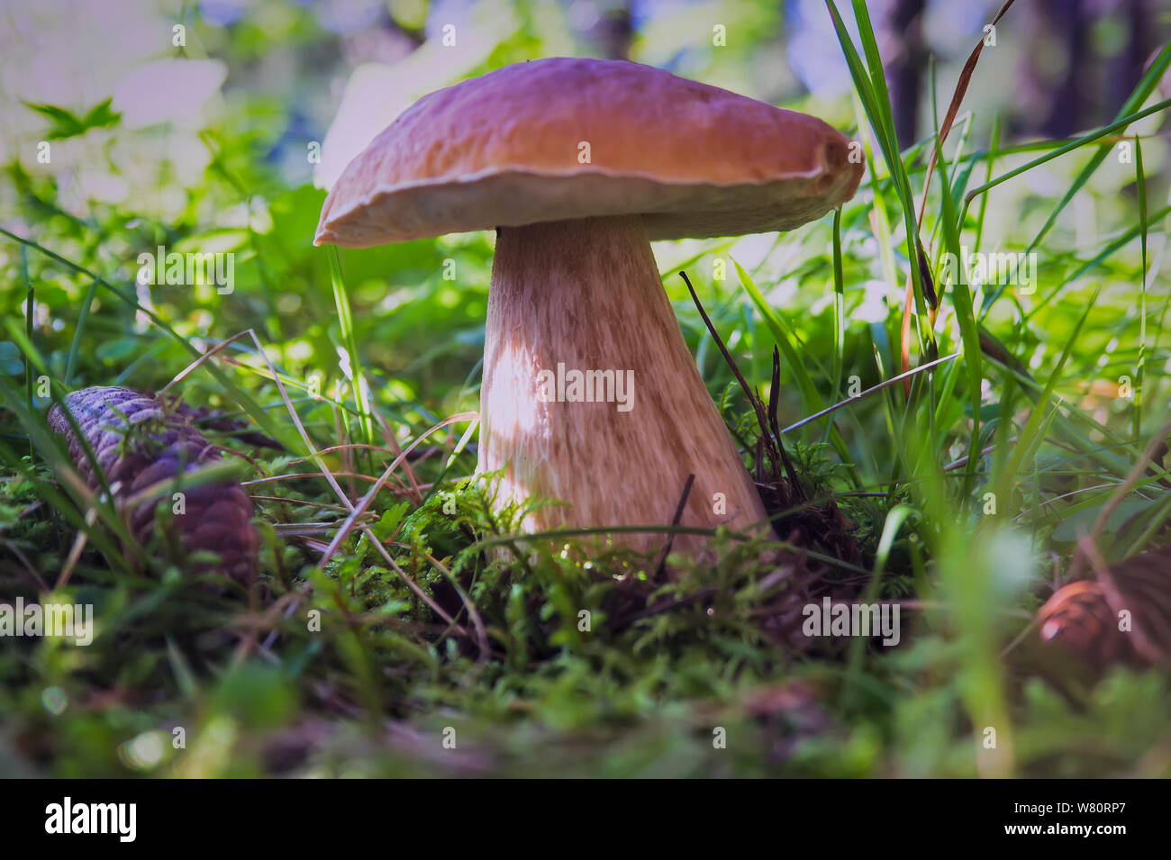 Boletus edulis essbare Pilze im Wald mit verschwommenen Hintergrund. Bolete essbare Pilze im Herbst Wald. Boletus edulis. Stockfoto