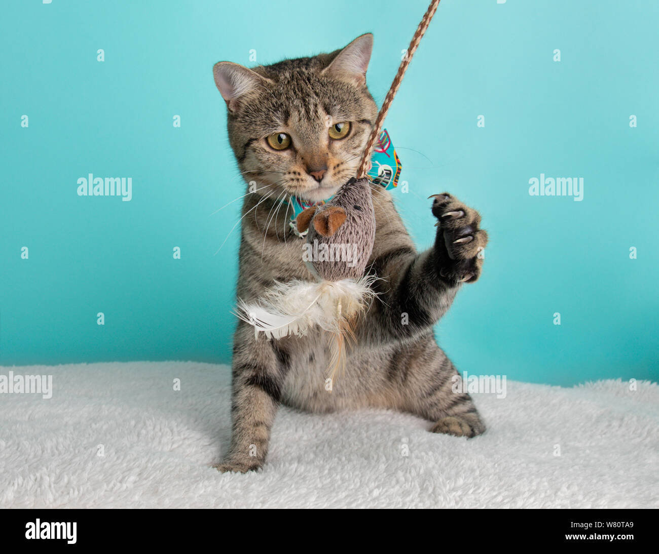 Nette junge gestromte Katze trägt blaue Orange Fliege Kostüm Portrait sitzen auf der Suche spielen Maus Toy Aktion Blau und weißem Hintergrund Stockfoto