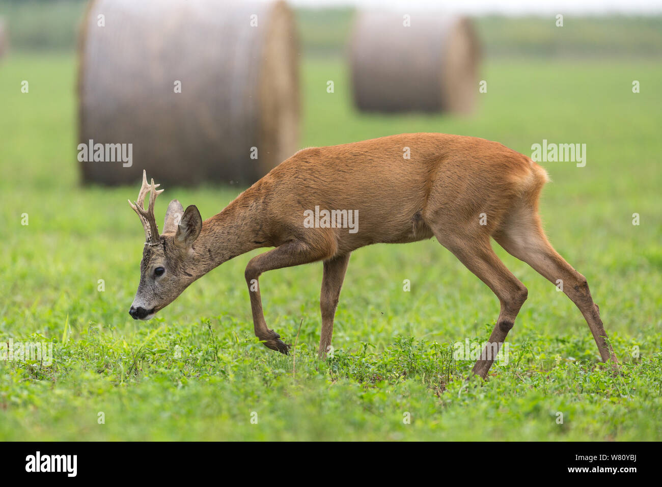 Rehe im Rasen Stockfoto