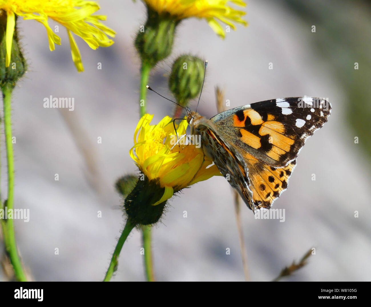 Distelfalter Schmetterling Vanessa cardui. Foto: Tony Gale Stockfoto