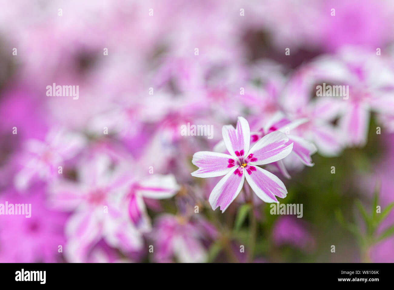 Makro Fotografie: ein rosa Bett von Blumen mit einer einzigen Blume auf der forgroung Stockfoto