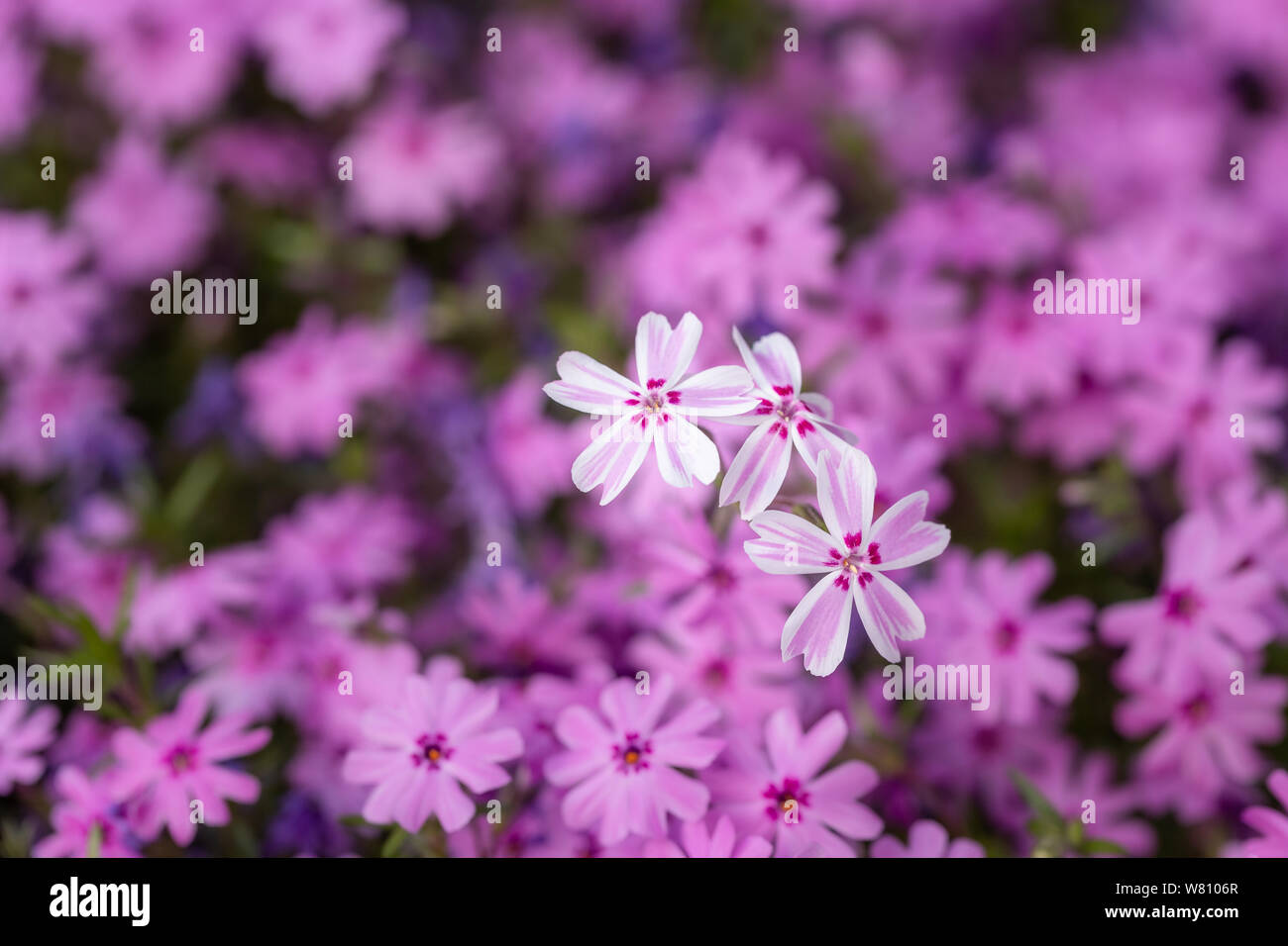 Makrofotografie: Ein rosafarbenes Blumenbeet mit drei Blumen auf dem Vorgrund Stockfoto