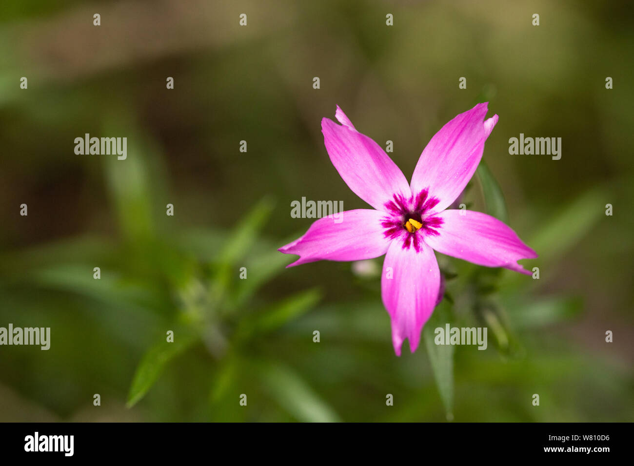 Nahaufnahme eines einzelnen lila Blüte im Vordergrund der blurried verlässt. Stockfoto