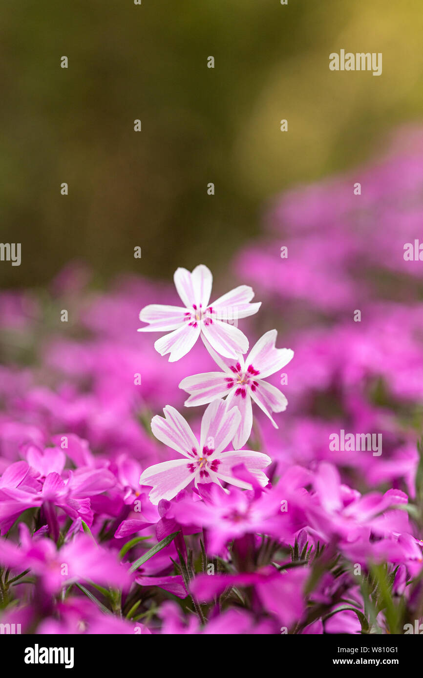 Makro Fotografie: ein Bett in der lila Blüten mit drei rosa Blumen auf dem forgroung Stockfoto