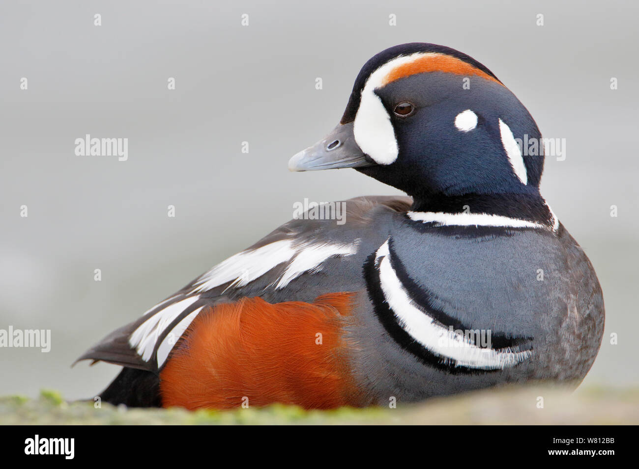 Harlequin Duck (Histrionicus histrionicus) männlichen auf Rock, Barnegat Jetty, New Jersey Stockfoto