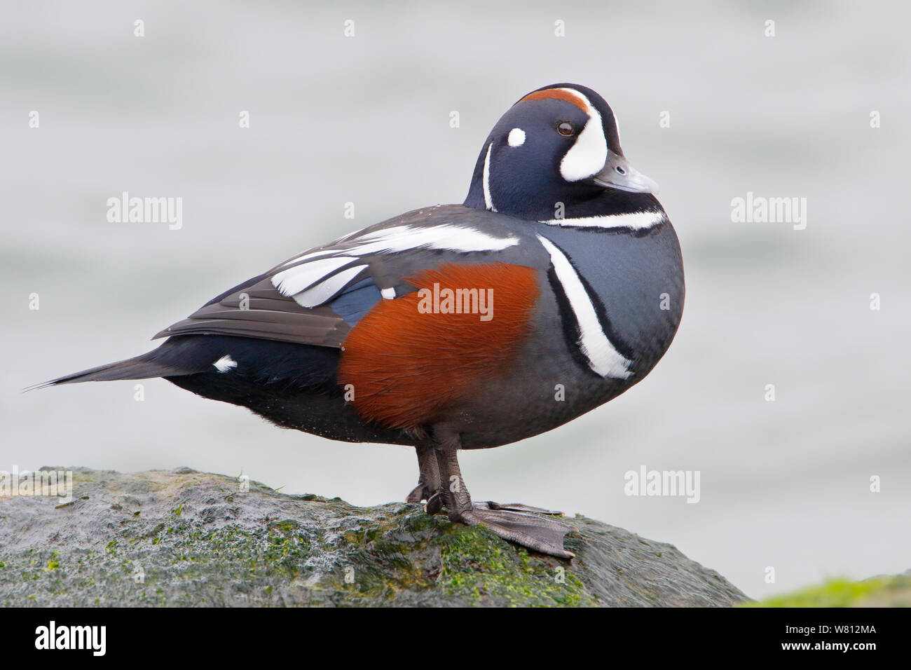 Harlequin Duck (Histrionicus histrionicus) männlichen auf Rock, Barnegat Jetty, New Jersey Stockfoto