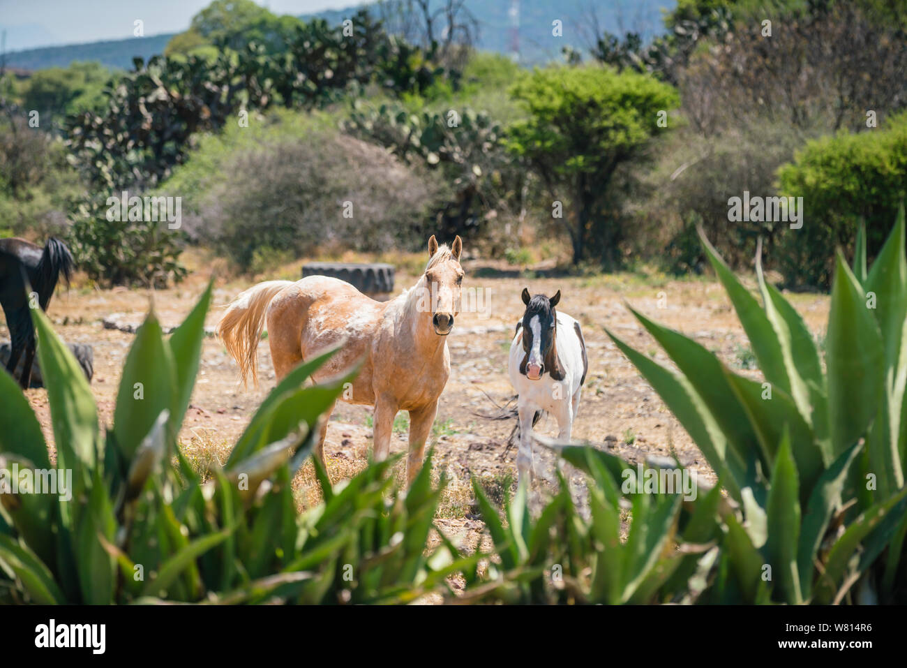 Skewbald-braunen und weißen und piebald - schwarze und weiße Pferde auf einem Feld in Mexiko Stockfoto