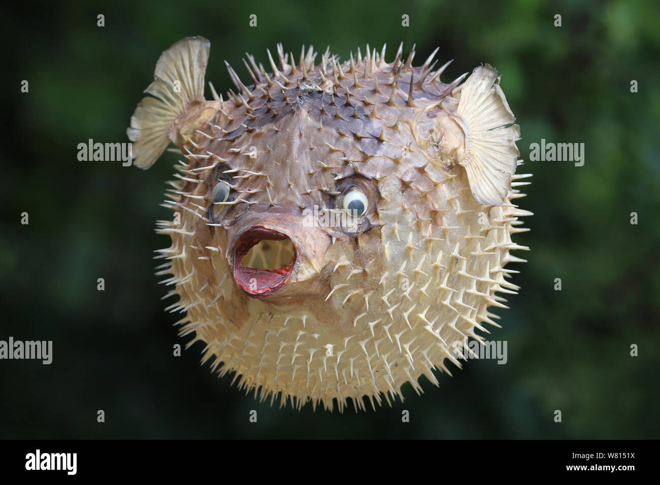 Foto eines vorbereiteten Blowfish gegen Hintergrund verschwommen Stockfoto