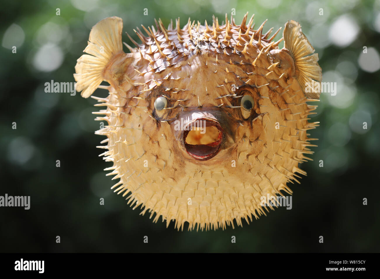 Foto eines vorbereiteten Blowfish gegen Hintergrund verschwommen Stockfoto