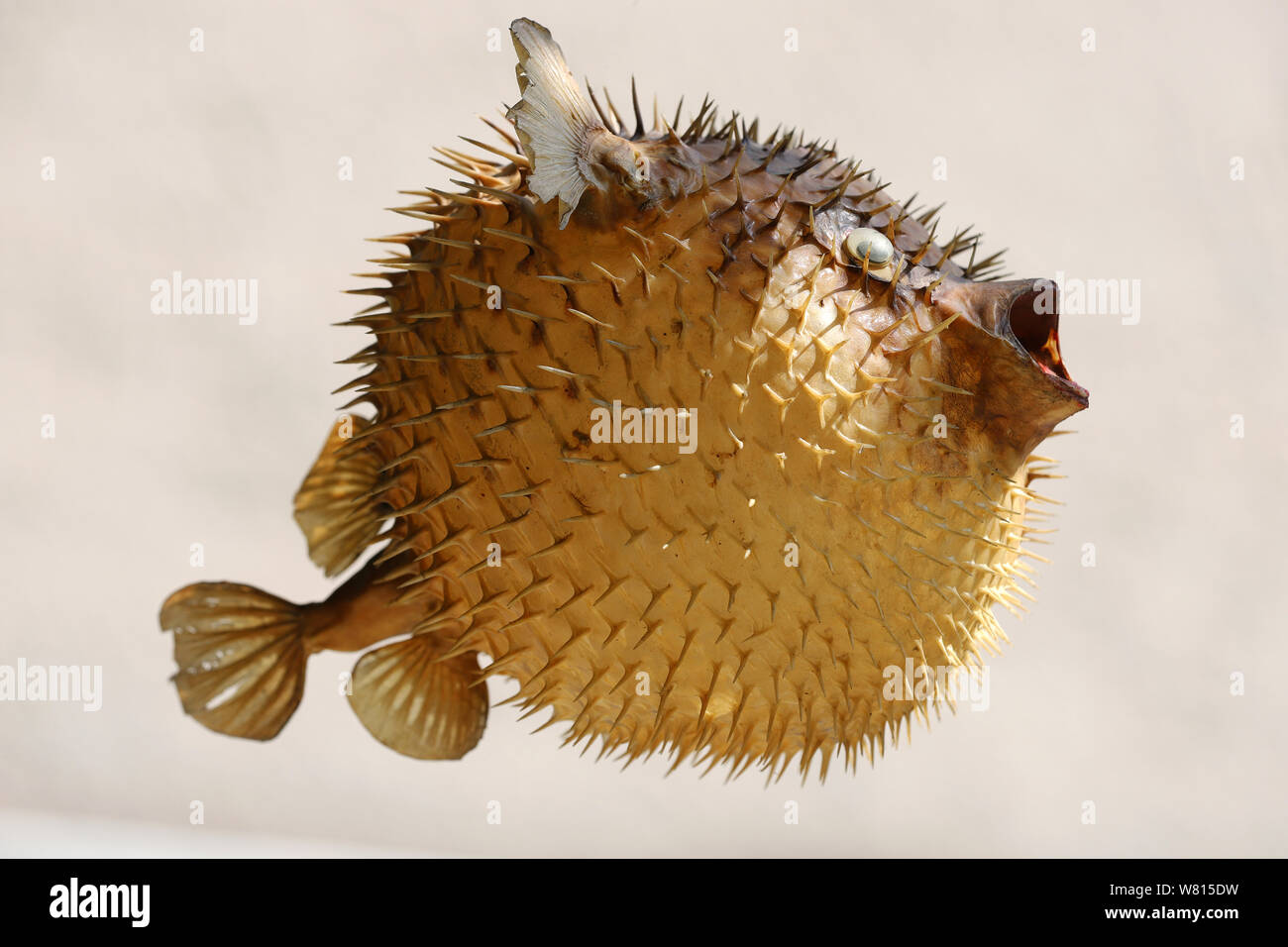 Foto eines vorbereiteten Blowfish vor weißem Hintergrund Stockfoto