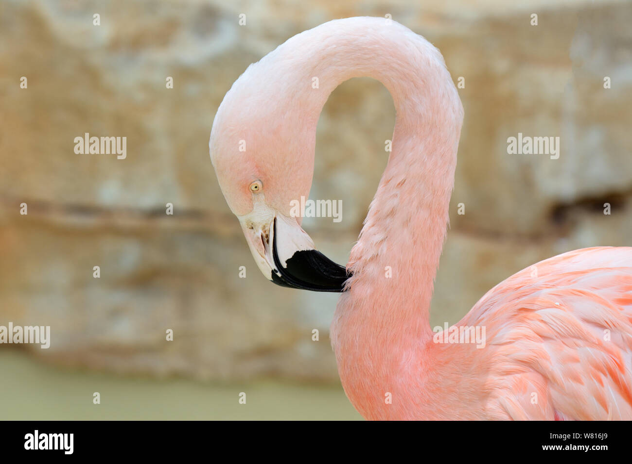 Nahaufnahme von einem rosa Flamingo Kopf. Phoenicopterus roseus Stockfoto