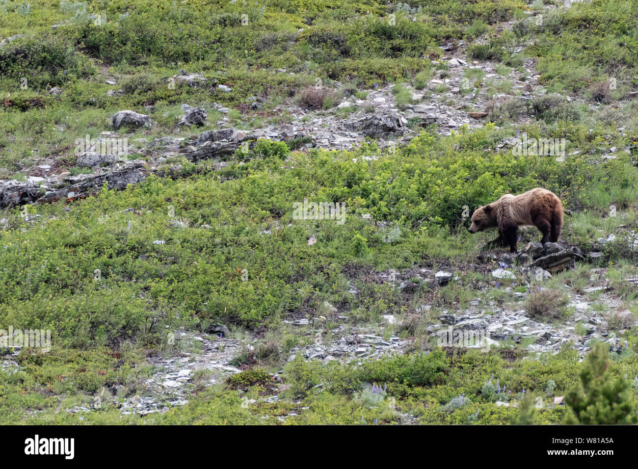 Grizzly Man durch Brushy Geröll Feld in Montana Wilderness Stockfoto