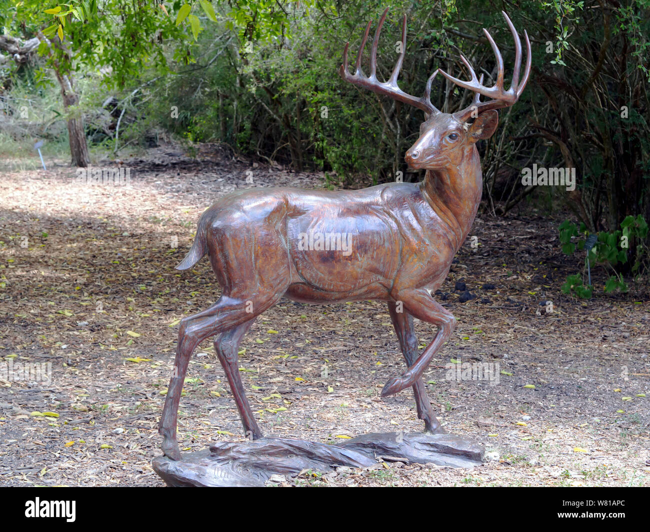 Bronzestatue von einem Bock Hirsch mit 12 Punkt Geweih. South Texas Botanical Gardens and Nature Center in Corpus Christi, Texas USA. Stockfoto