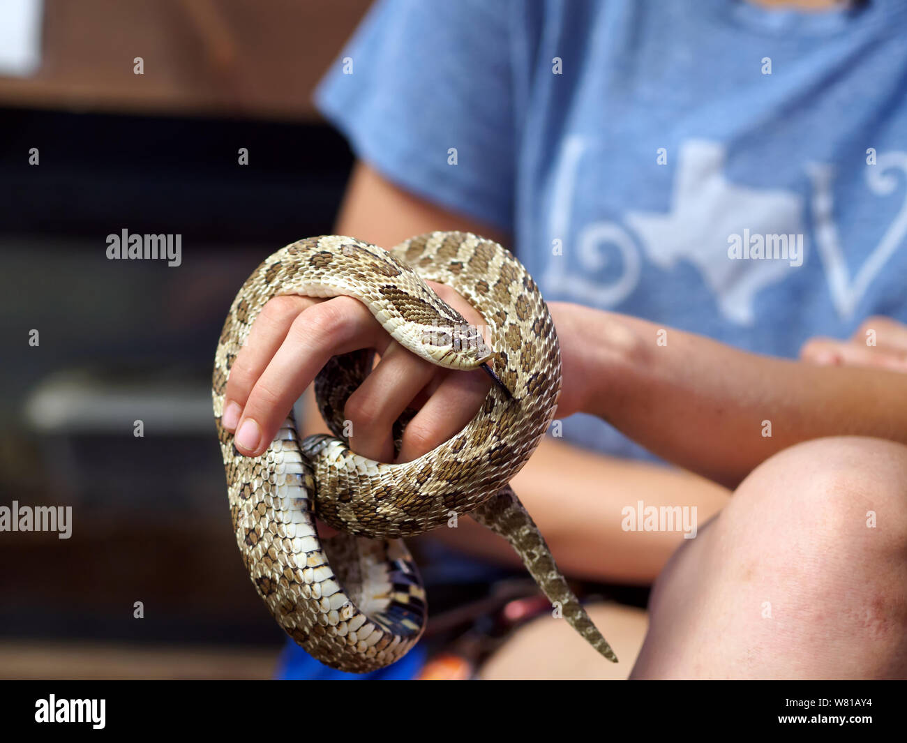 Western, Heterodon nasicus hognose Snake, an der Hand eines Freiwilligen an der South Texas Botanical Gardens and Nature Center statt. Corpus Christi, Texas. Stockfoto