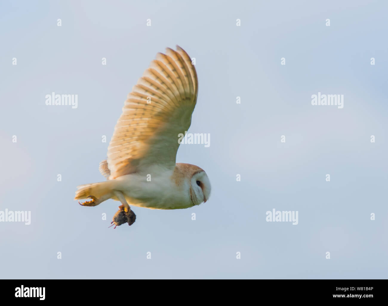 Schleiereule Tyto alba im Flug ein Feld vole am späten Abend Sonne. Stockfoto