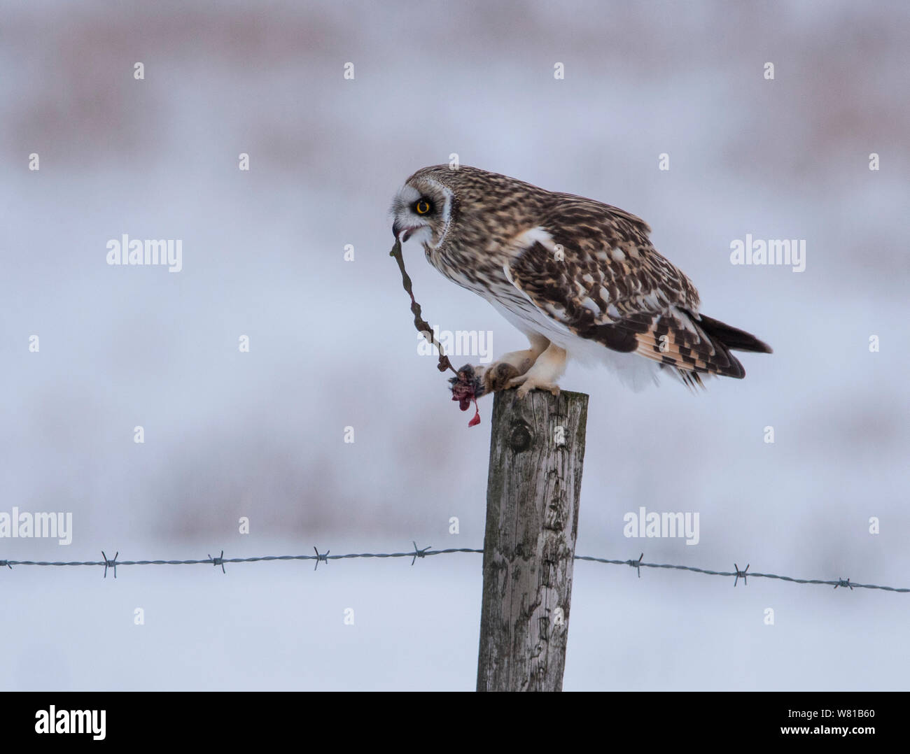 Short Eared Owl im Winter im Peak District essen eine Ratte mit einem verschneiten Hintergrund. Stockfoto