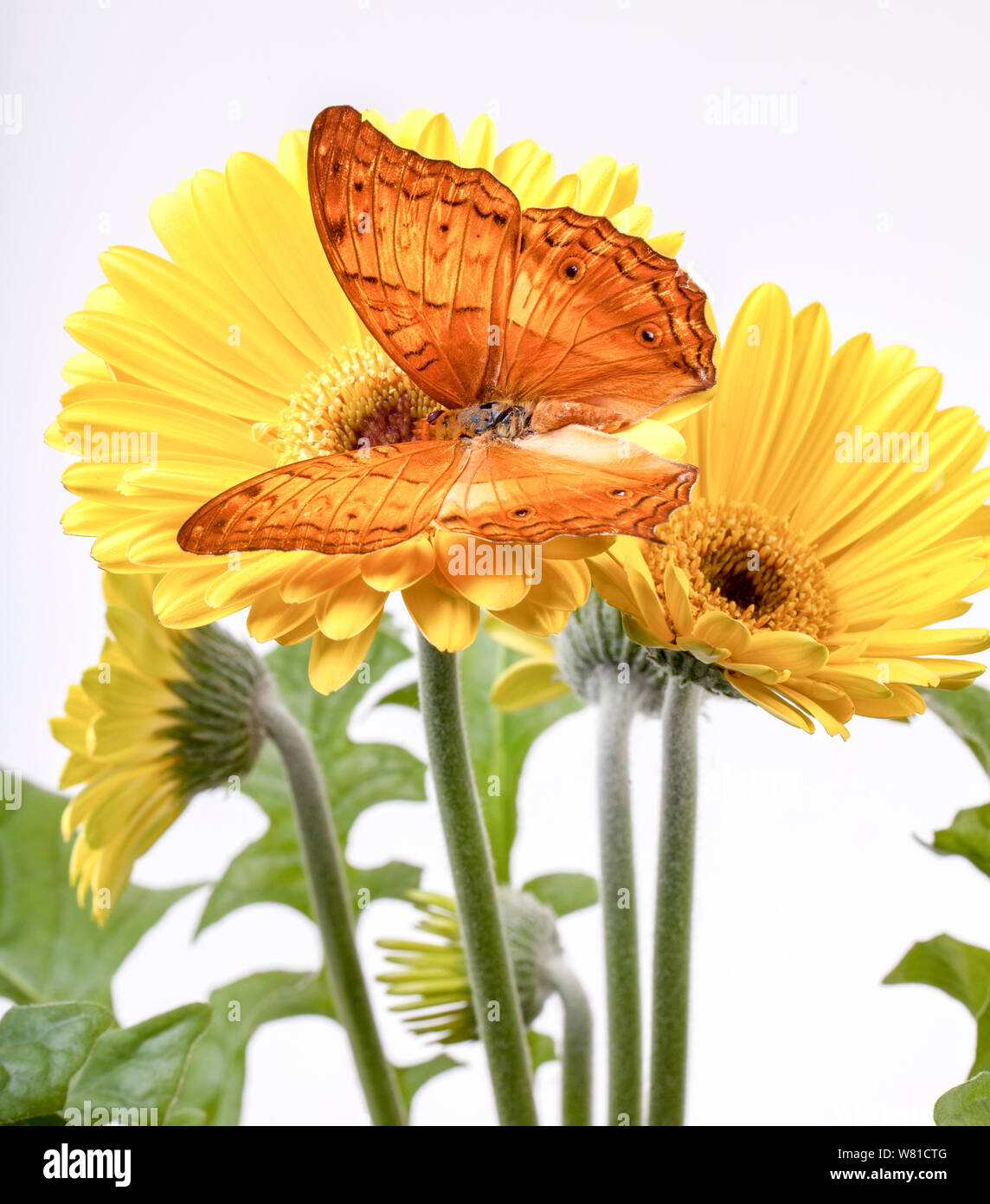 Cruiser Schmetterling Vindula Erota auf Yellow Gerbera Daisy Stockfoto