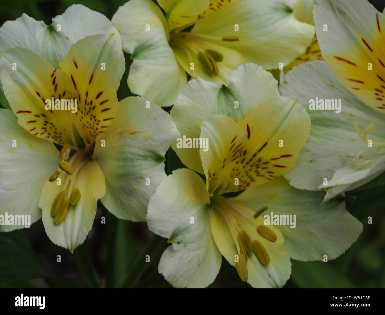 Nahaufnahme des schönen Peruanischen Lily (alstroemeria) Blüten mit weißen und gelben Blütenblättern Stockfoto Nahaufnahme des schönen Peruanischen Lily (alstroemeria) Blüten mit weißen und gelben Blütenblättern Stockfoto