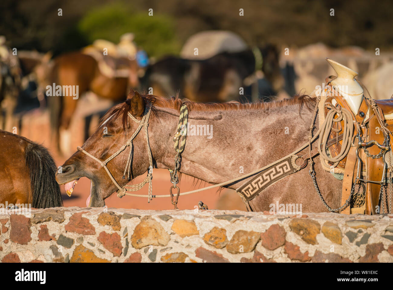 Pferde warten auf ihren Sattel und equestiona Gang an der Stallungen. Stockfoto