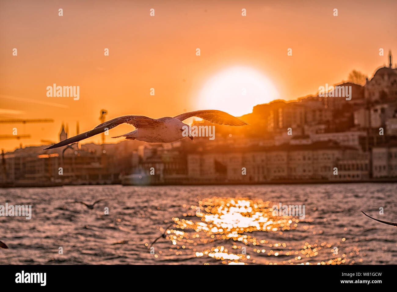 Bosporus Szene mit Möwe das Fliegen bei Sonnenuntergang Stockfoto