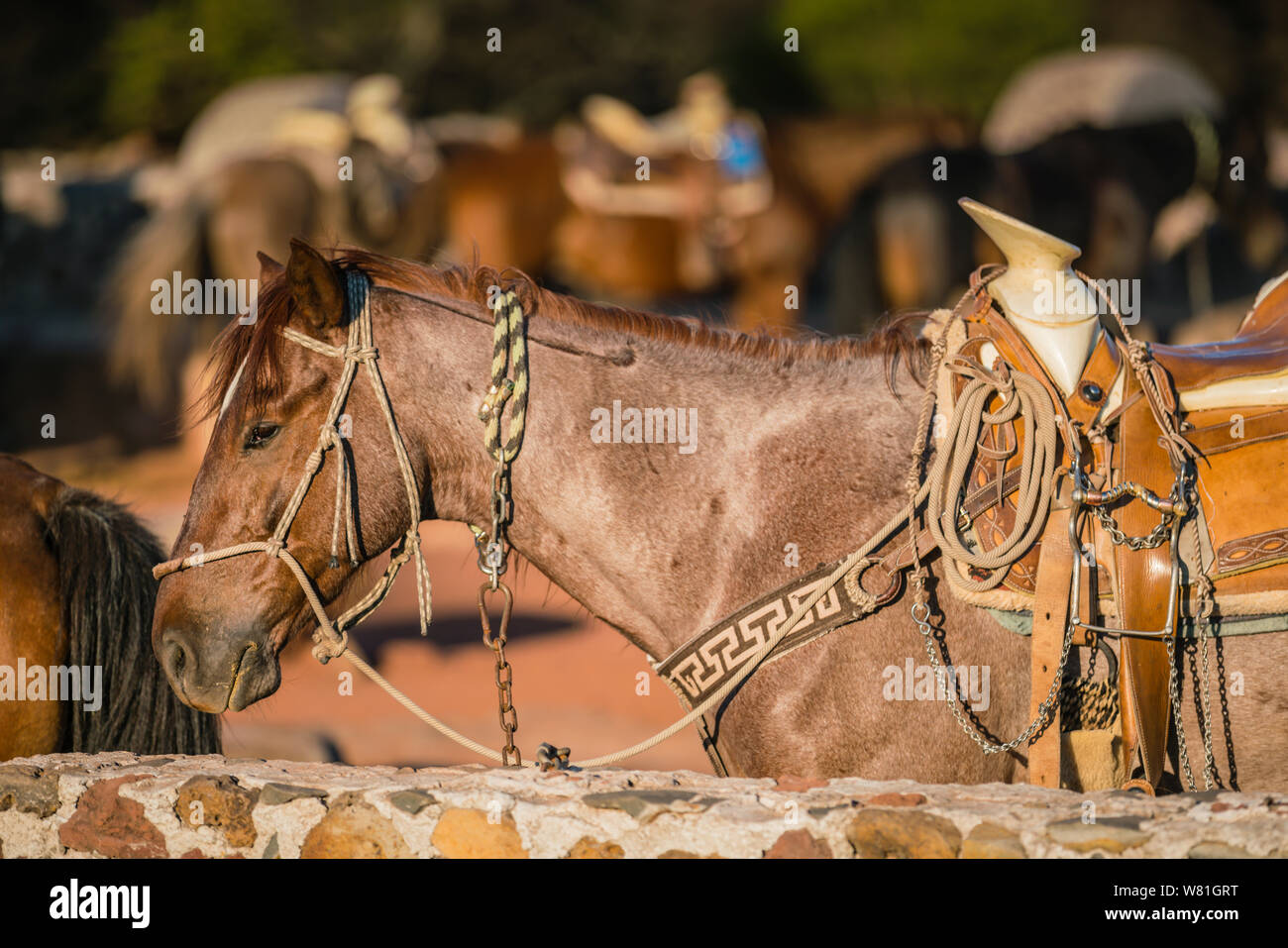 Pferde warten auf ihren Sattel und equestiona Gang an der Stallungen. Stockfoto