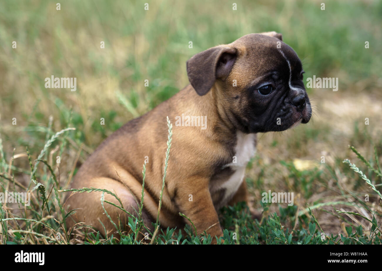 Susse Franzosische Bulldogge Welpen Sitzen Auf Gras Im Freien Im Garten Stockfotografie Alamy