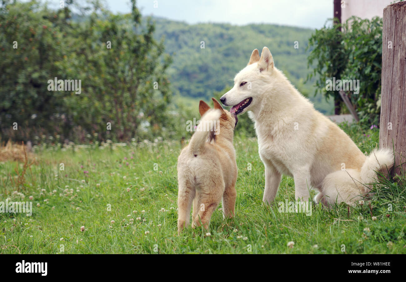 Biege Welpen Laika Hund spielen rund um erwachsenen Hund Stockfoto