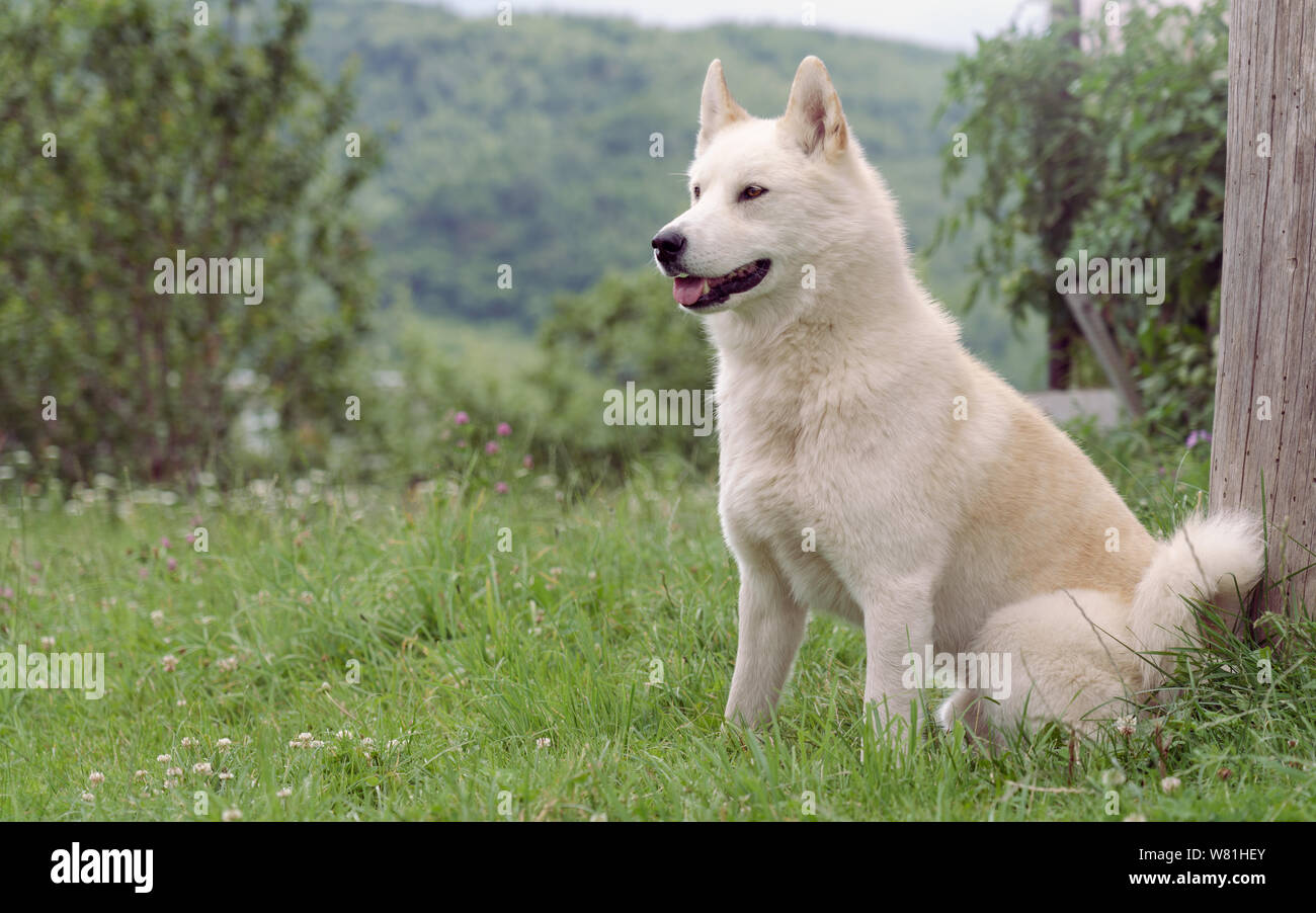 Männliche Siberian husky (Laika) Hund sitzen im Freien Stockfoto