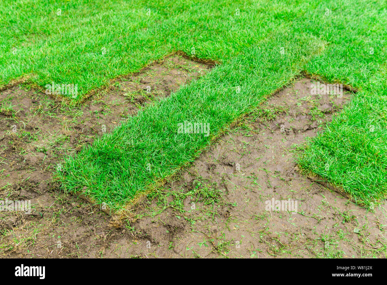 Hintergrund - gerollt Rasen in den Prozess der Festlegung auf dem Boden Stockfoto