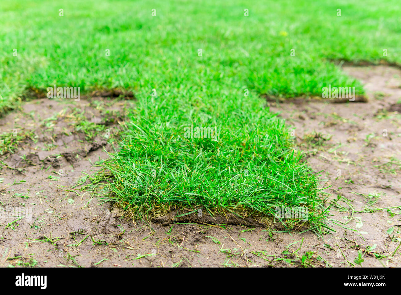 Gerollt rasen in den Prozess der Festlegung auf den Boden, Nahaufnahme Stockfoto