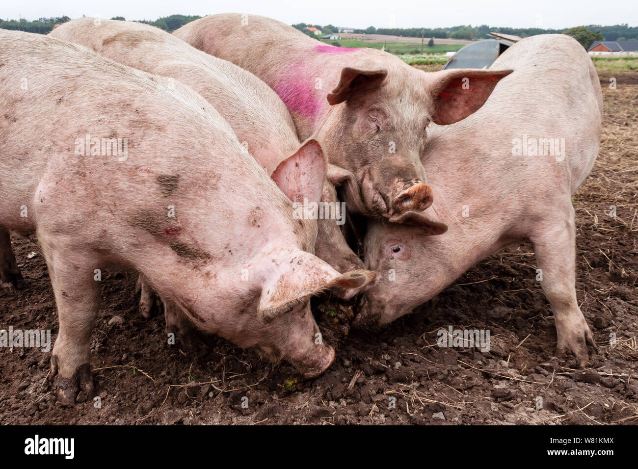 Schweine essen in ein schlammiges Feld; Dänemark Stockfoto