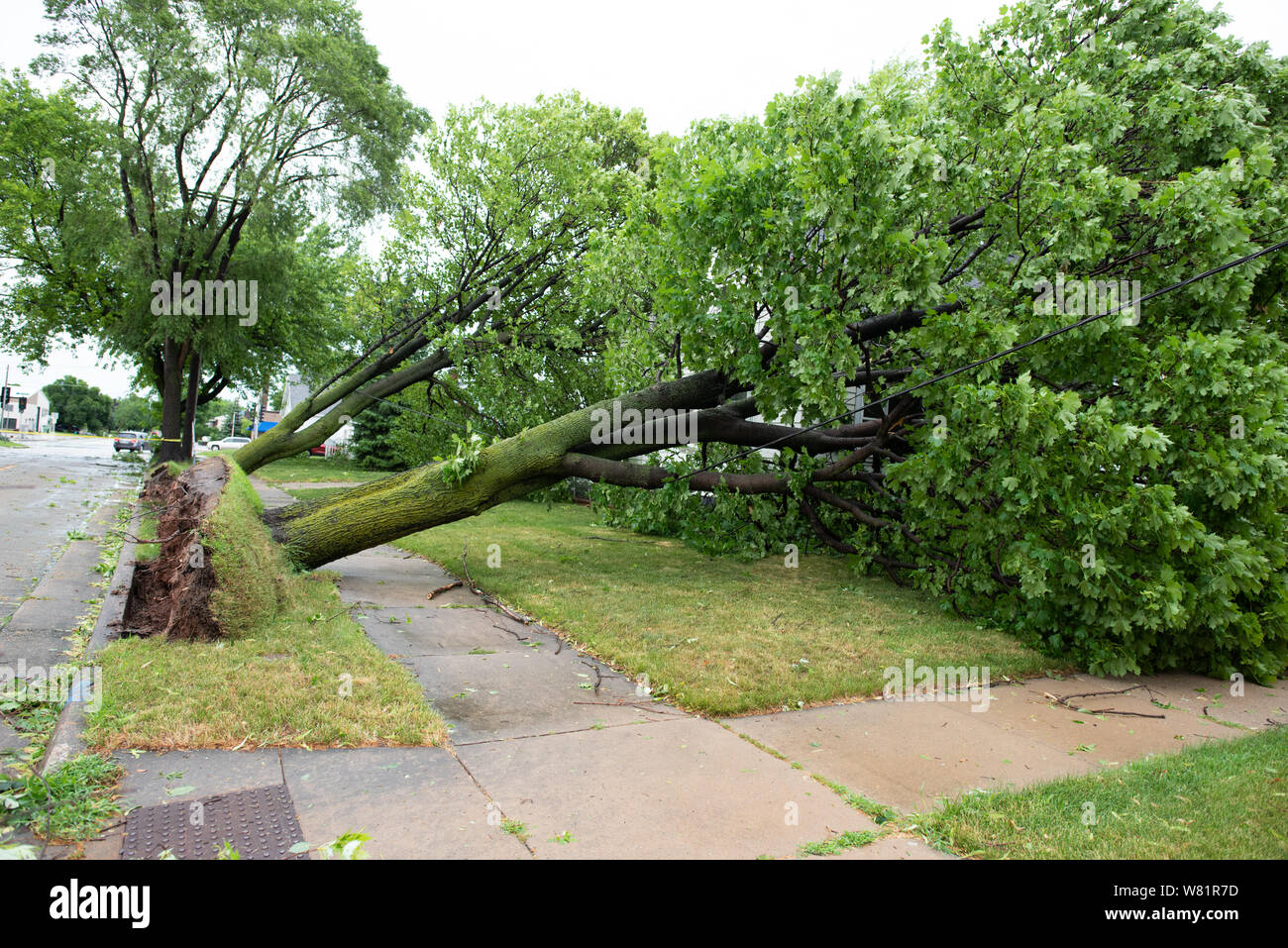 Bäume entwurzelt werden während einer großen Sturm und haben auf einem Haus landete einen Schaden zu verursachen. Stockfoto