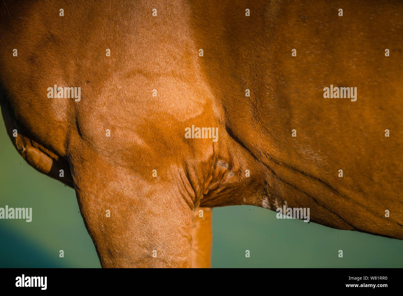 Nahaufnahme einer Kastanie Pferd in die untergehende Sonne Stockfoto