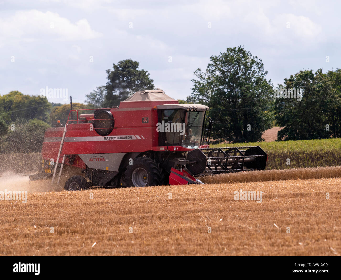 Ernte von Weizen, Essex, 2019. Erntemaschinen Rennen kombinieren die Weizenernte in bevor es regnet zu erhalten. Stockfoto