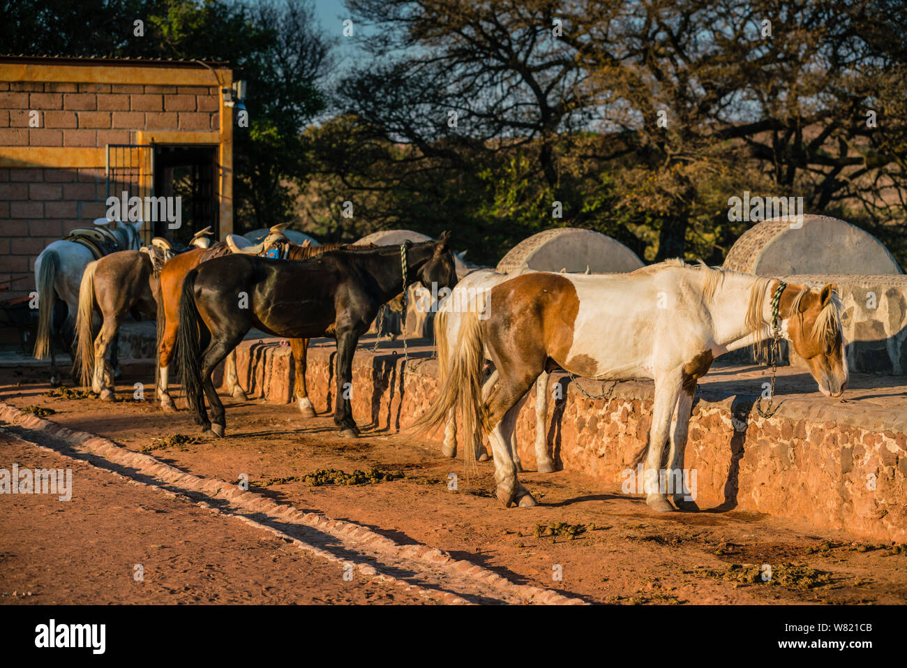 Pferde in einer Koppel auf einer Farm arbeiten in Mexiko bei Sonnenuntergang Stockfoto