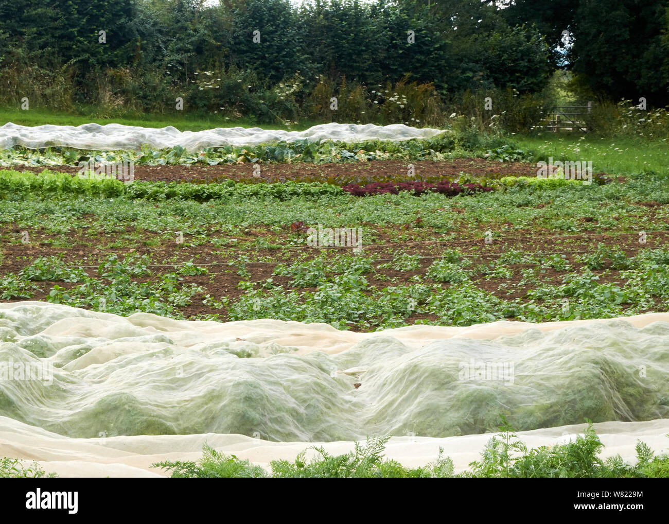 Biobauernhof in Oxfordshire zur Veranschaulichung von Kulturpflanzen, Schädlingsbekämpfung, Vielfalt der Kulturen, Anbau, Ernte und Produktion von ggie haben"-Kästchen für die Verbraucher. Stockfoto