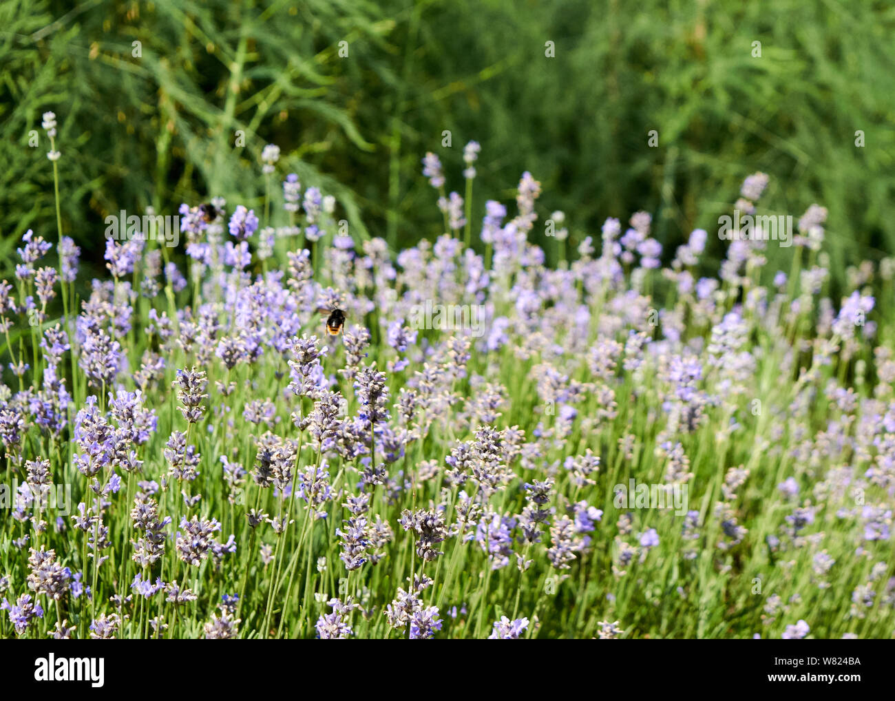 Biobauernhof in Oxfordshire zur Veranschaulichung von Kulturpflanzen, Schädlingsbekämpfung, Vielfalt der Kulturen, Anbau, Ernte und Produktion von ggie haben"-Kästchen für die Verbraucher. Stockfoto