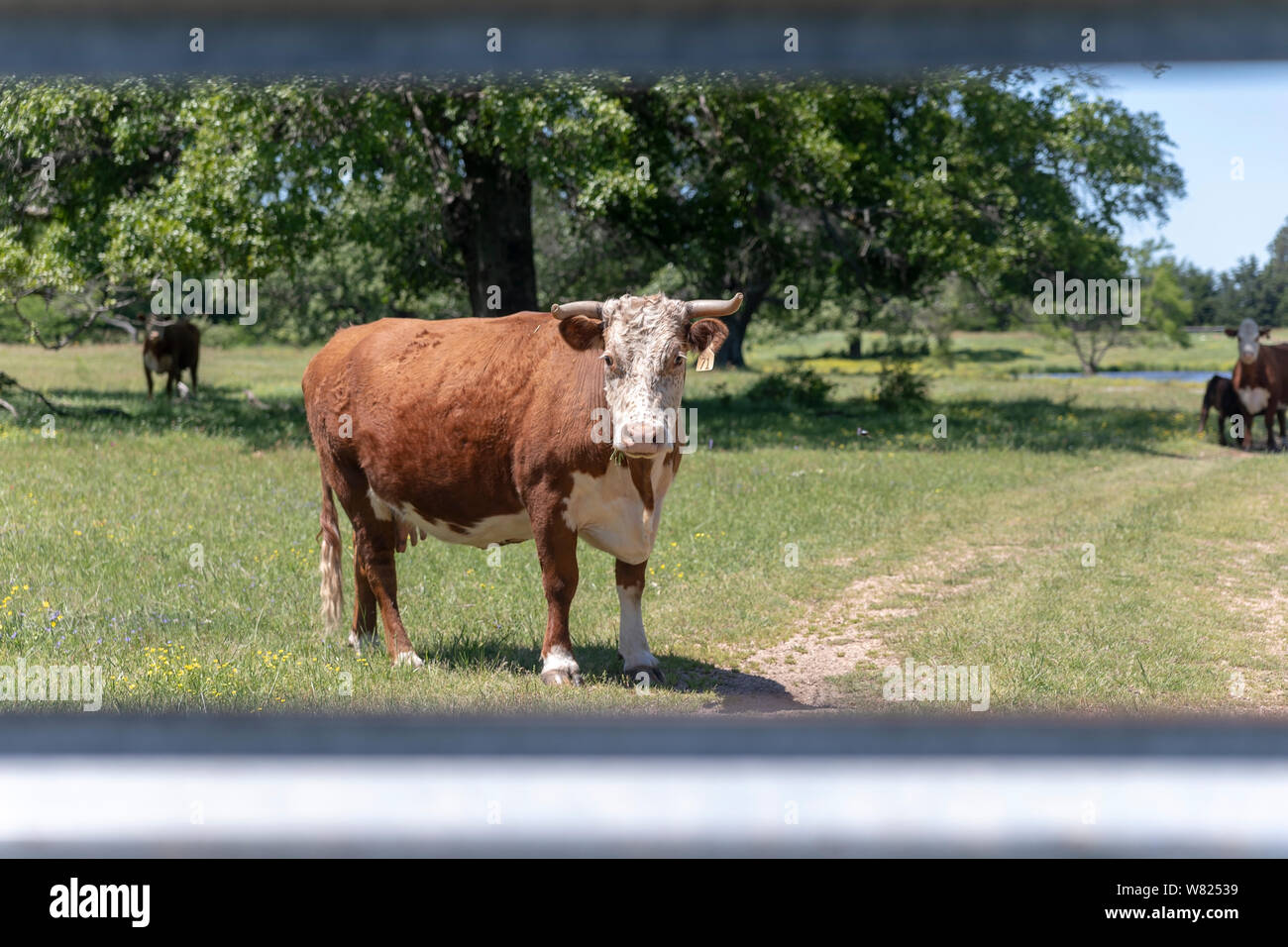 Kuh auf der Suche durch einen Zaun Stockfoto
