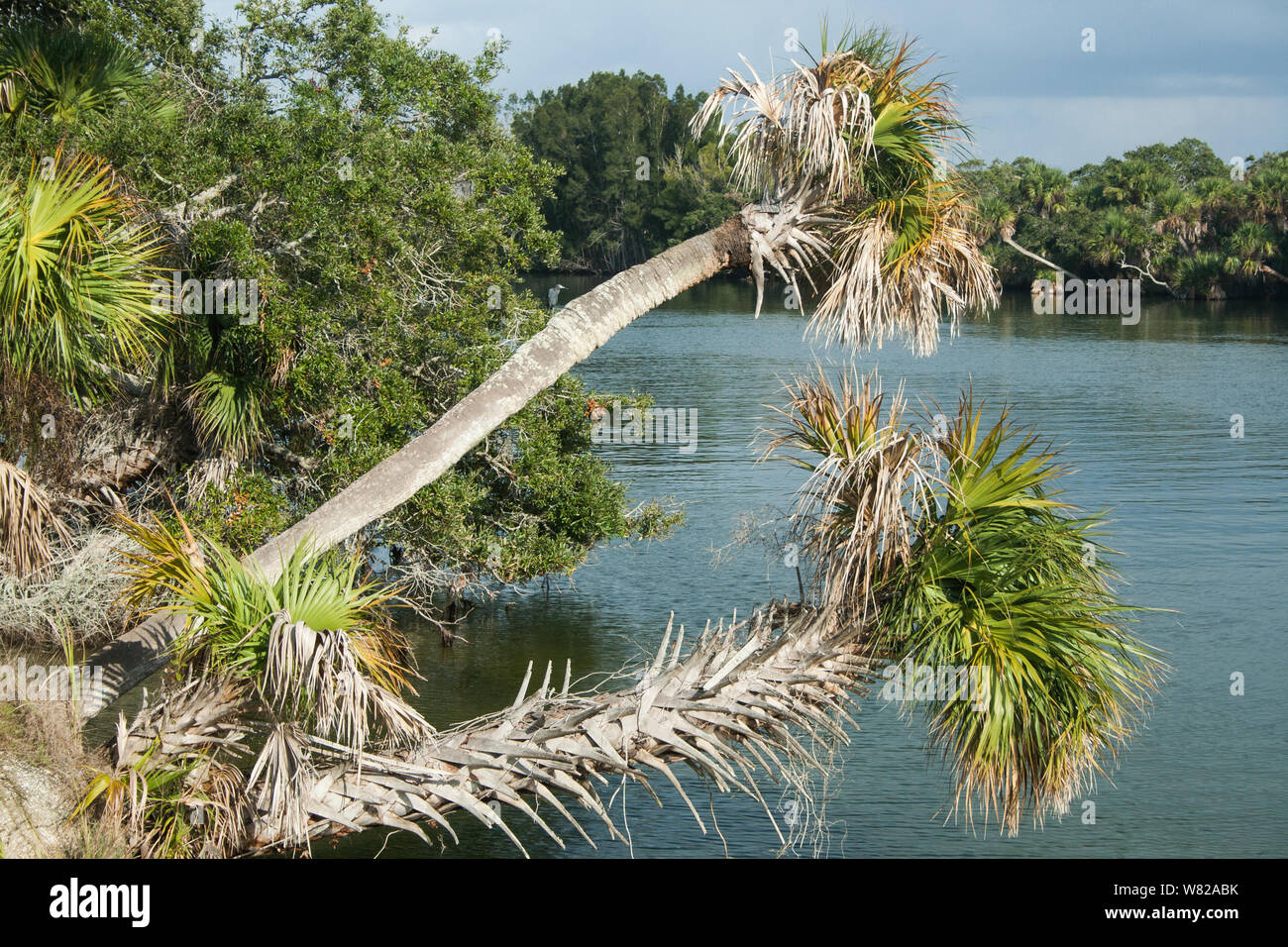 Naturschutzgebiet Merritt Island, Florida Stockfoto