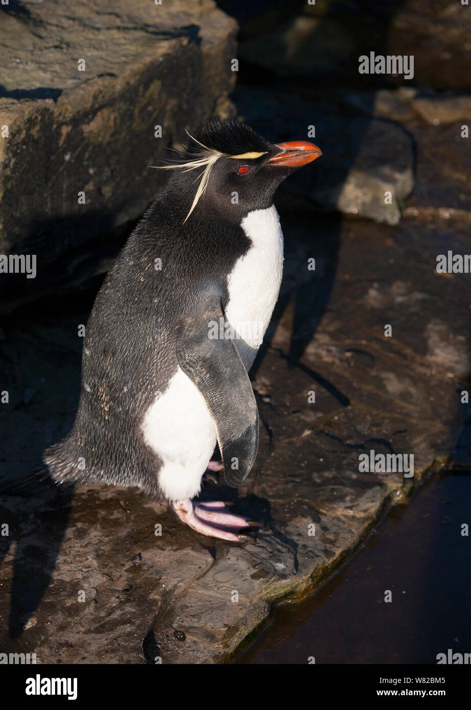 Rockhopper Pinguine auf sea lion Island, Falkland Inseln, Süd Atlantik Stockfoto