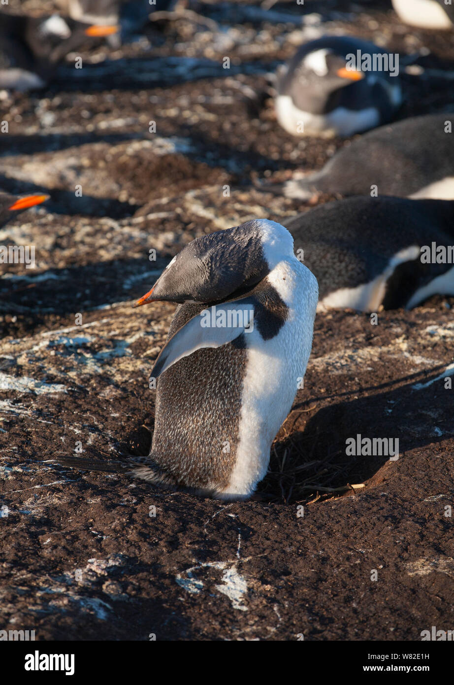 Gentoo Pinguin Kolonie auf sea lion Island, Falkland Inseln, mit einigen Sitzen auf den Eiern Stockfoto