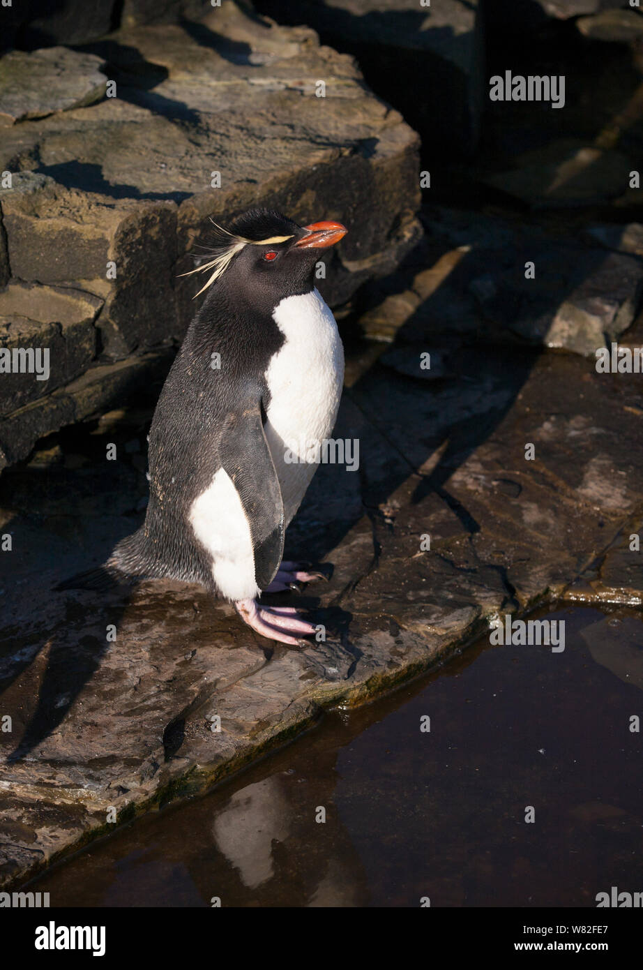 Rockhopper Pinguine auf sea lion Island, Falkland Inseln, Süd Atlantik Stockfoto